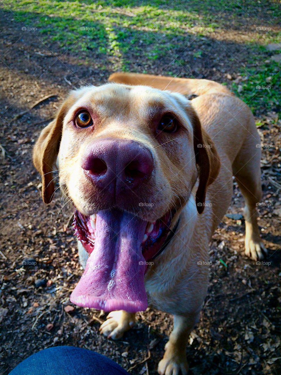 Happy Labrador Retriever 