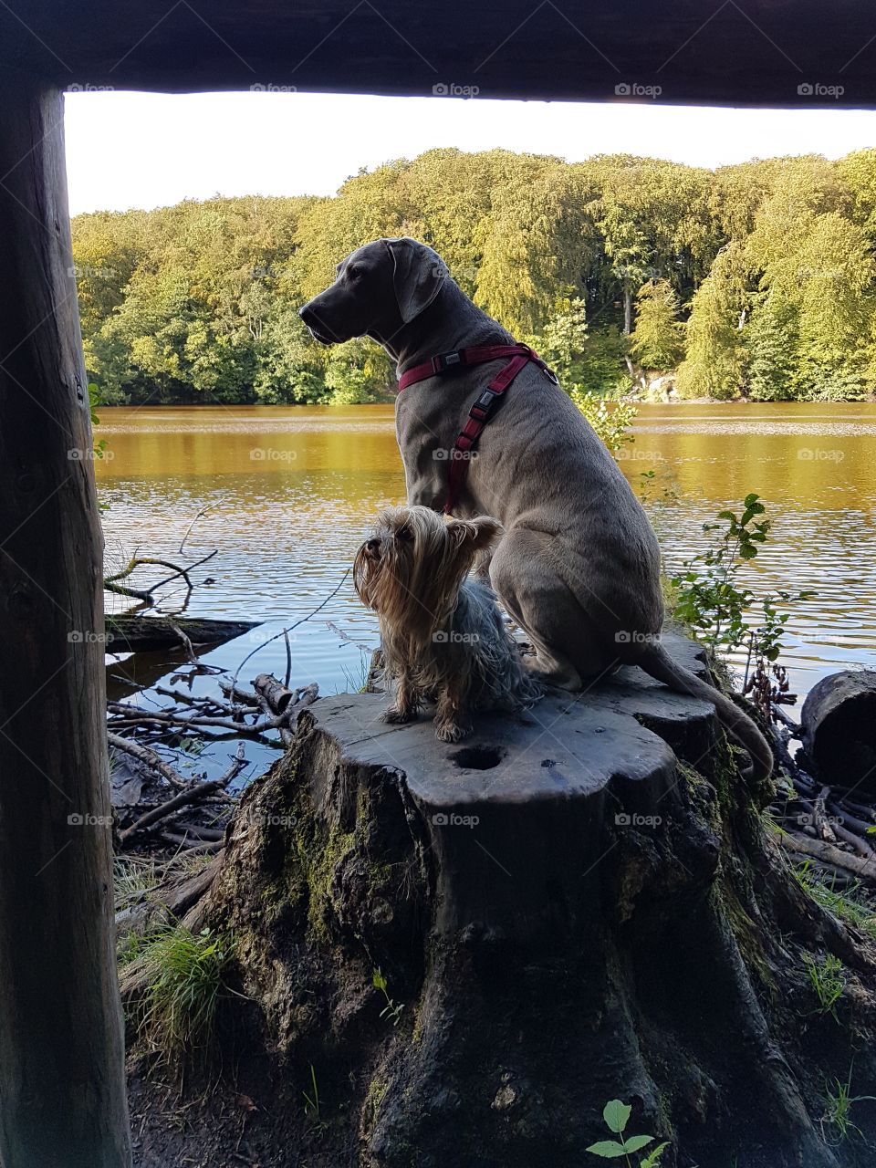 Weimeraner und Yorkshire Terrier