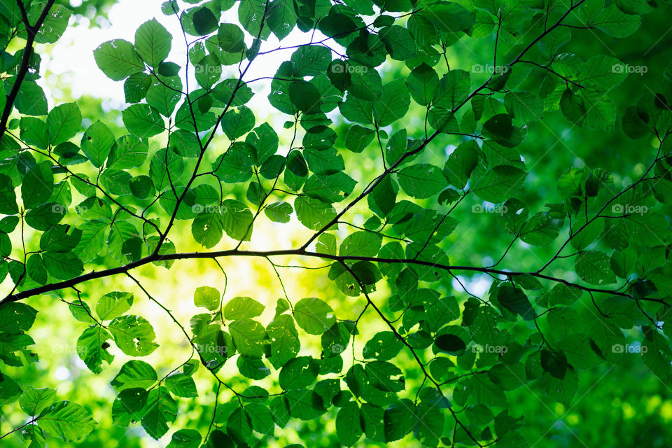 Green leaves backlighted by the sun. Spring fresh foliage