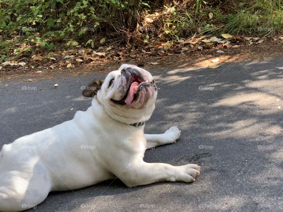 The stubborn dog who refused to go up on the hill laying down and making funny faces to steal the time