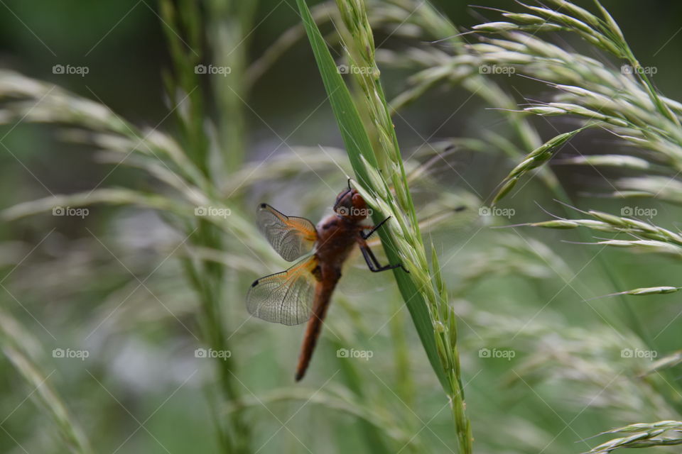 Libelle am Grashalm