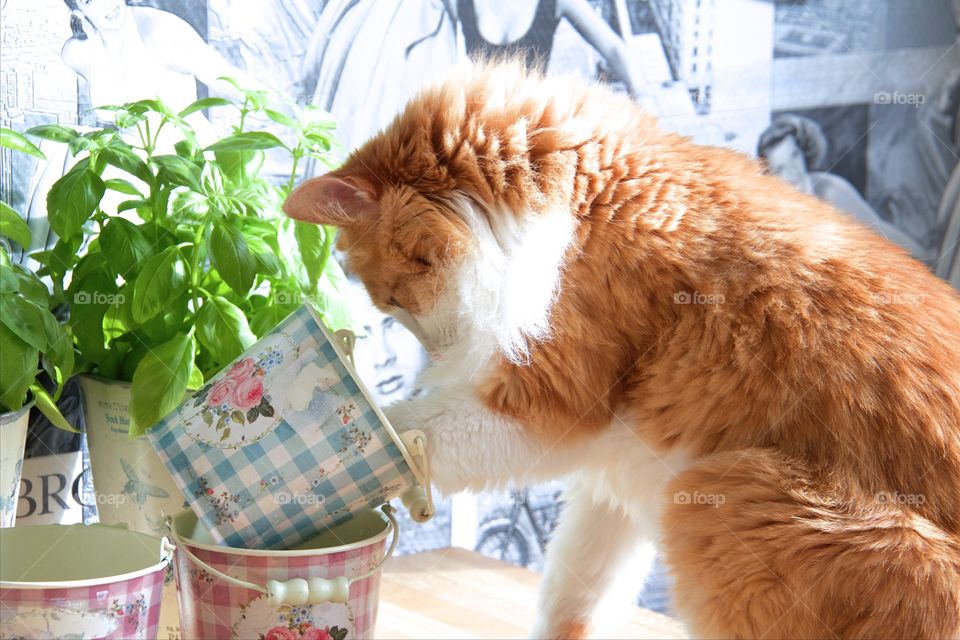 Norwegian forest cat. Norwegian forest cat