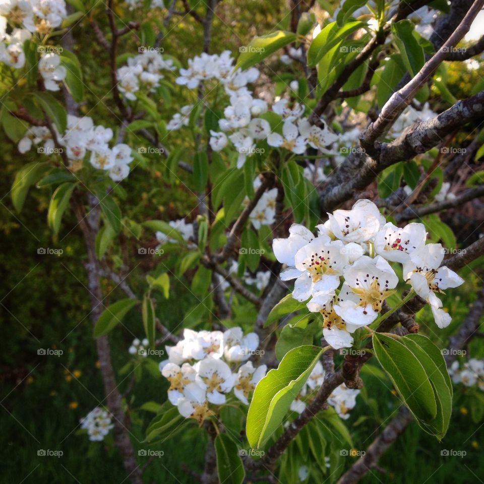 Pear tree blossoms . White flower blossoms on a pear tree