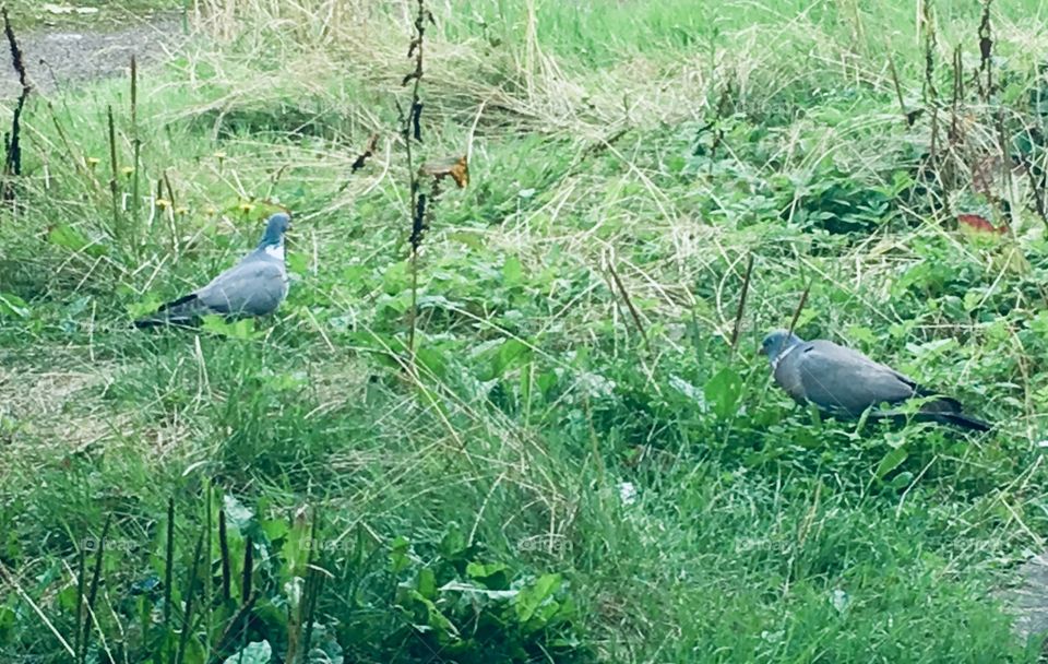 Two pigeons on green grass 
