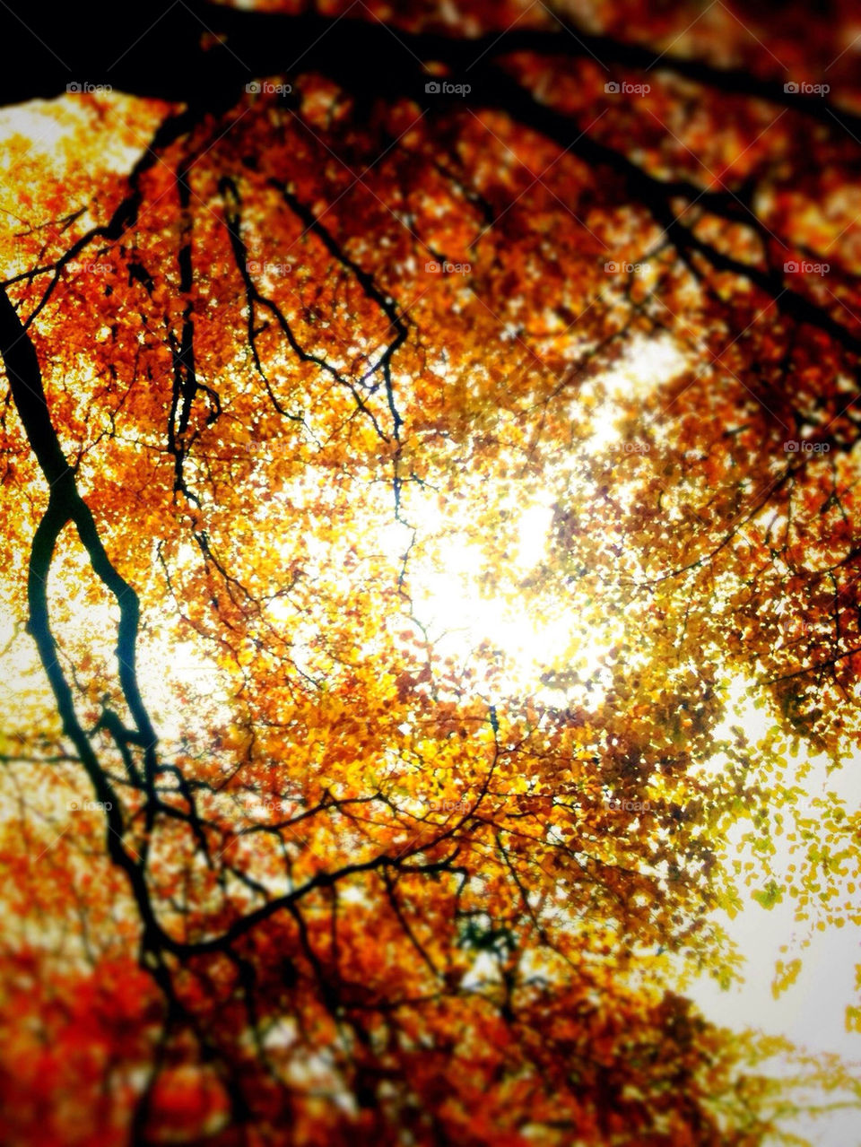 sky red orange trees by ahilton2007