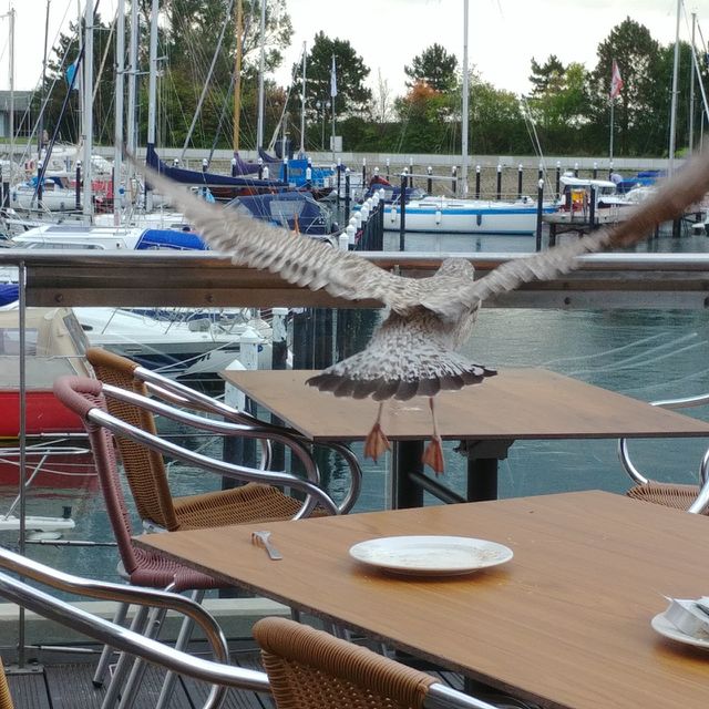 Möwe