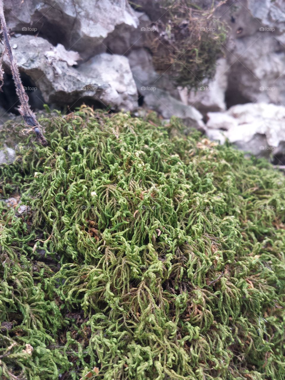 Monkey Mountain Views