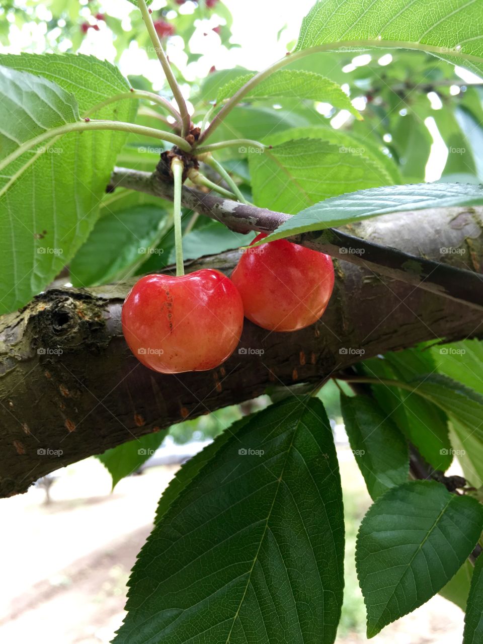 Fruit of the Branch