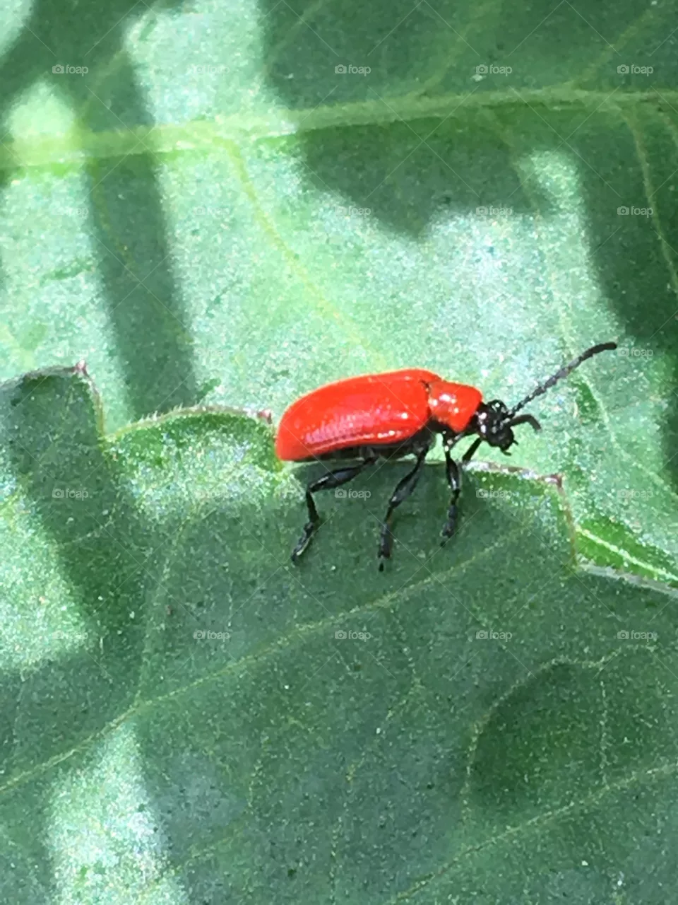 Insects