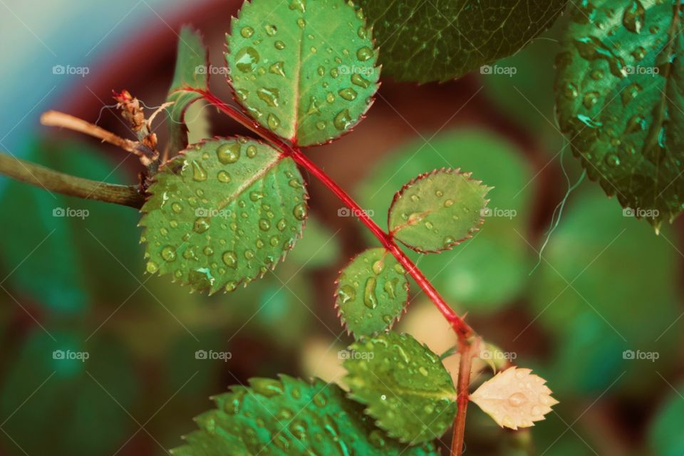 red stem of a rosebush