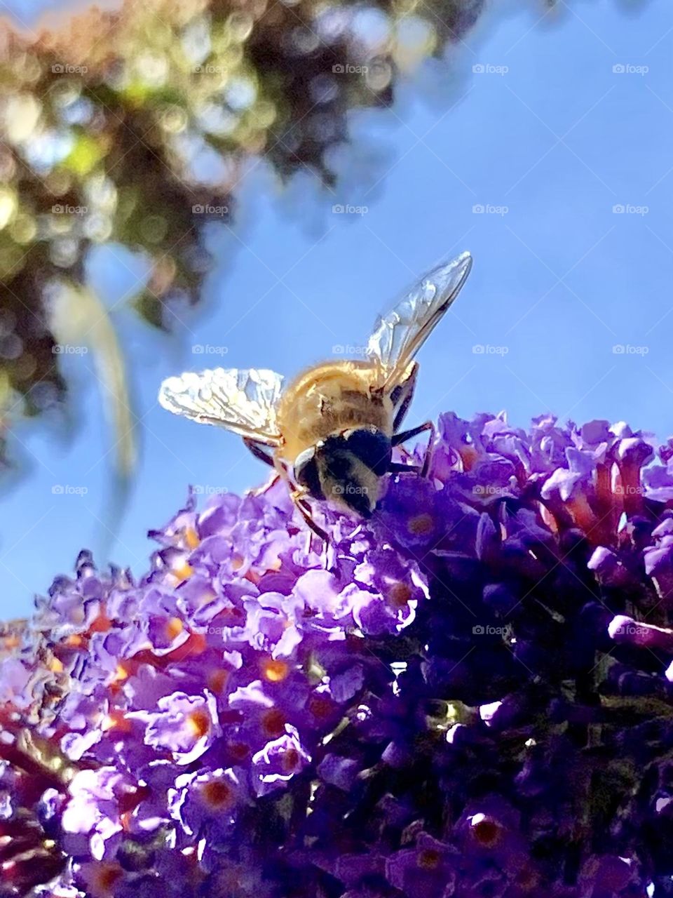 Bee 