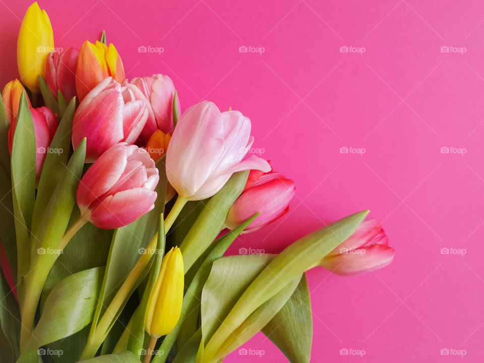 Spring bouquet.  Multi-colored tulips on a bright pink background.  Gift for Women's Day.  Horizontal orientation, copy space