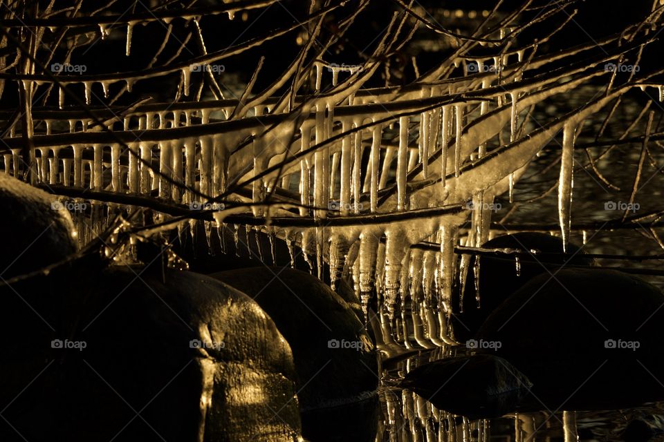 Icicles hanging from tree branch
