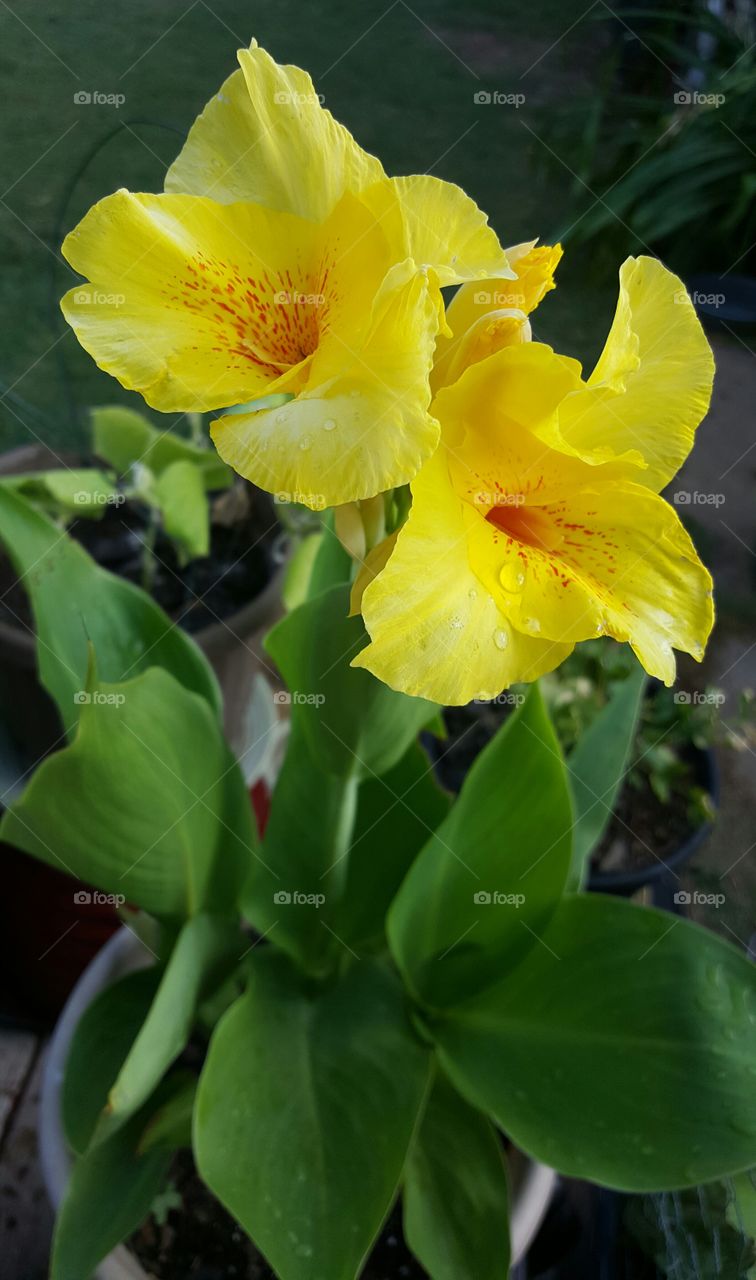 canna flowers in bloom after rain