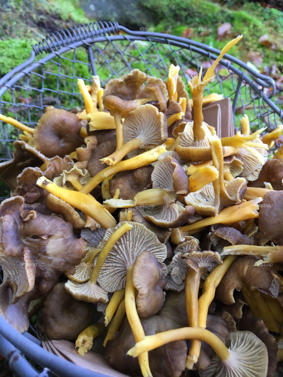 Chanterelles in the woods.