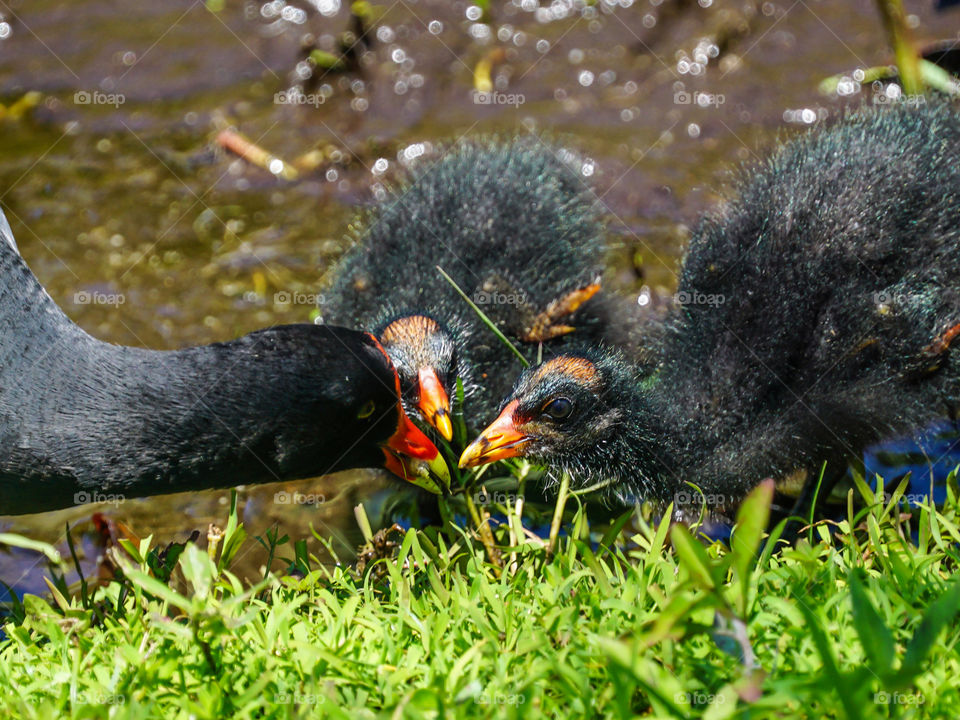 Two baby gallinules with Momma