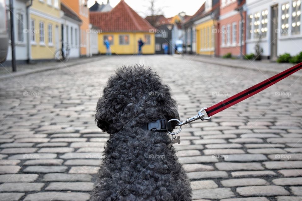 Captured This Little Cute Dog While He Was Exploring The City