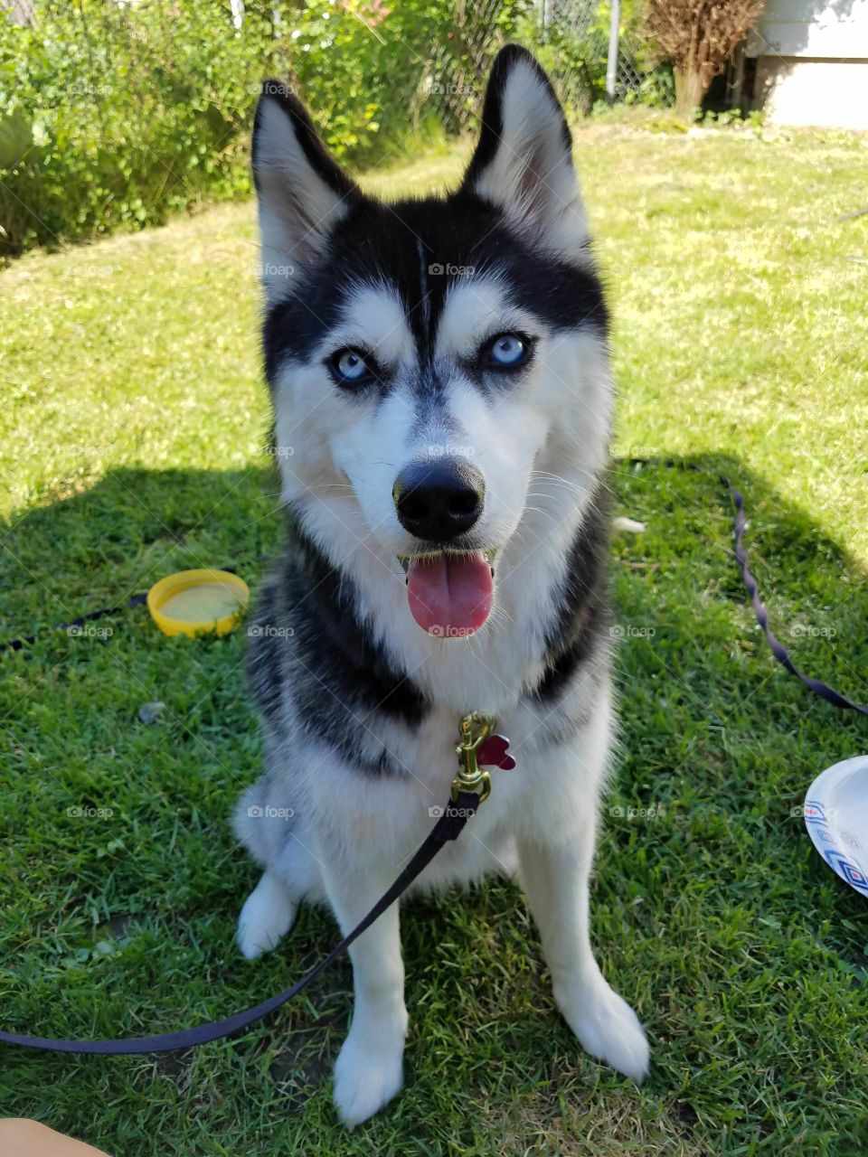 husky