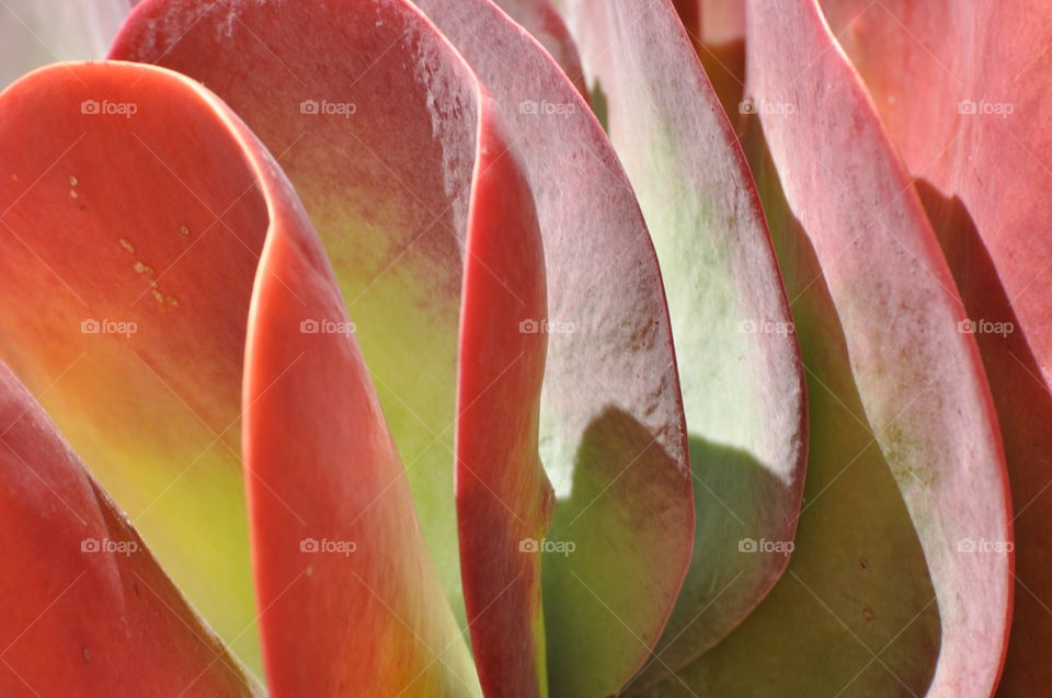 Beautiful cactus plants