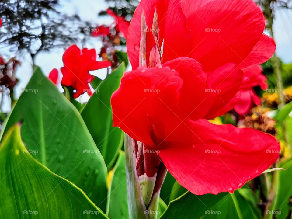 Close view of Canna flowers.
