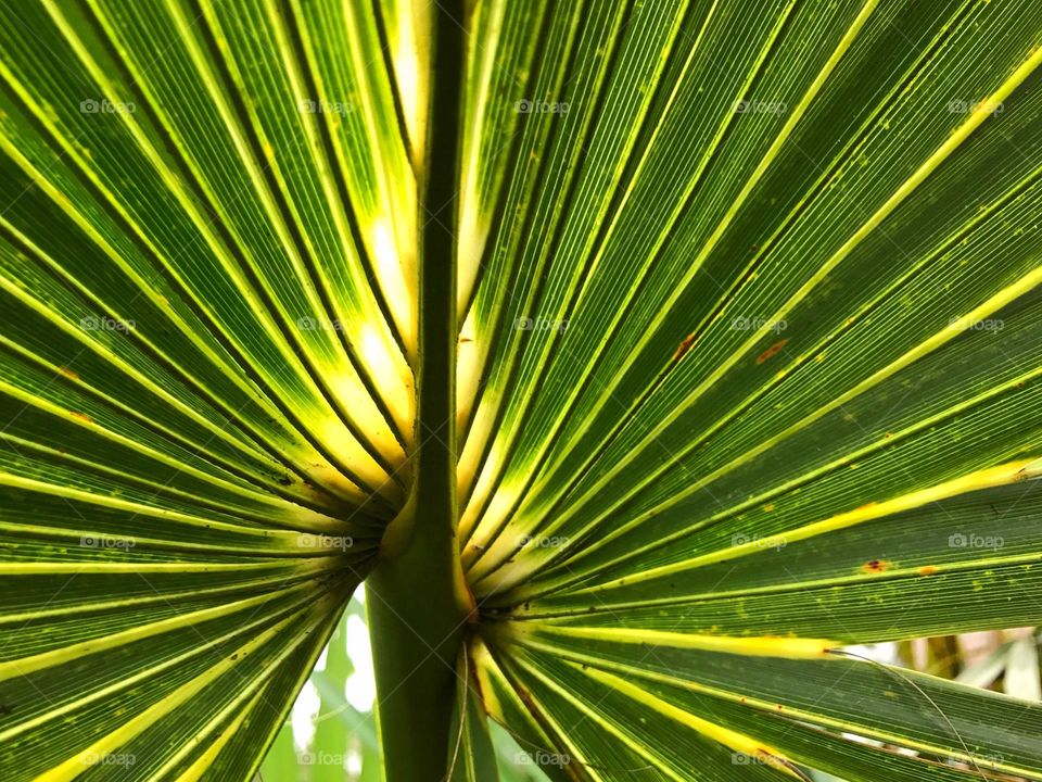 Green palm frond glowing from sunlight.