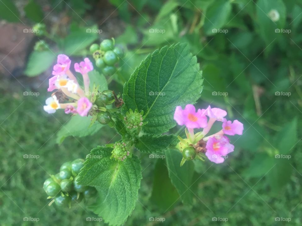 Lantana