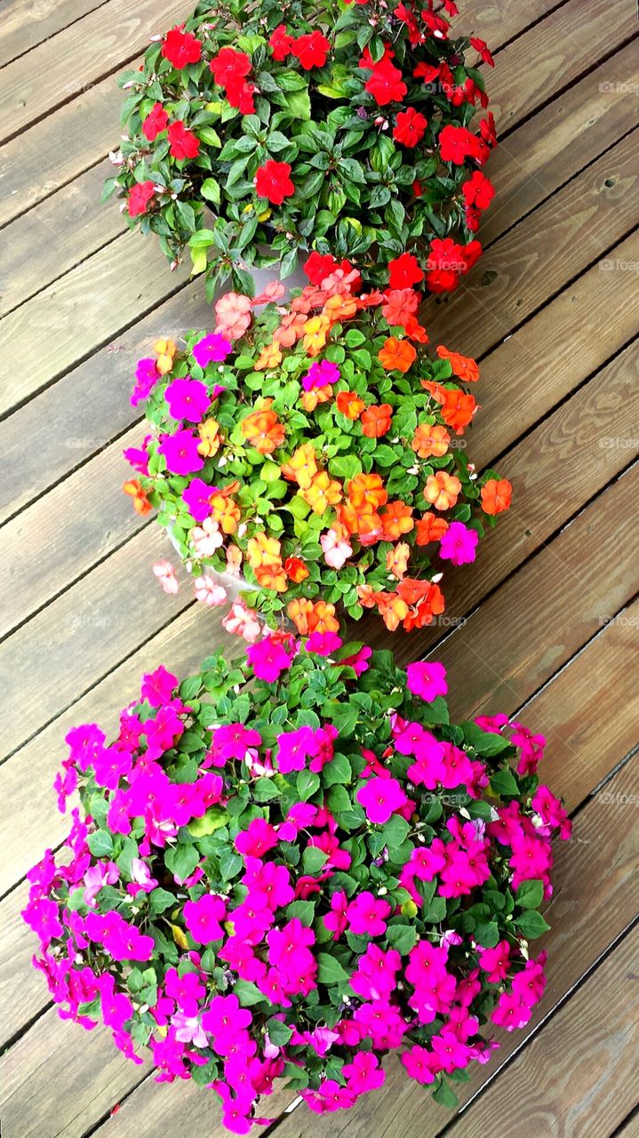 Nature. Flower Pots