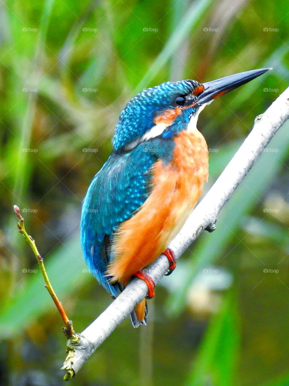 kingfisher close-up