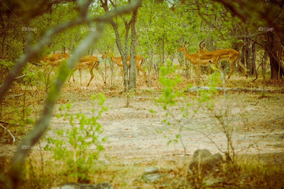 antelopes in national park Ruaha