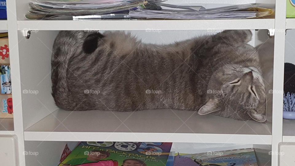 A cat in a funny pose sleeps on a shelf