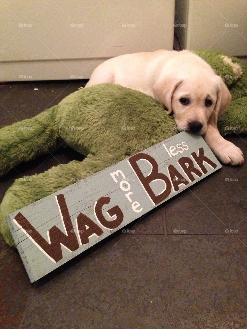 Wag more Bark less