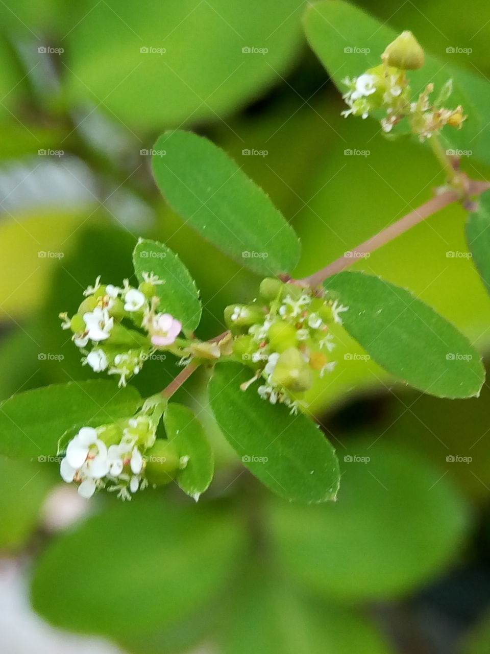 Leaf, Nature, Flora, No Person, Flower