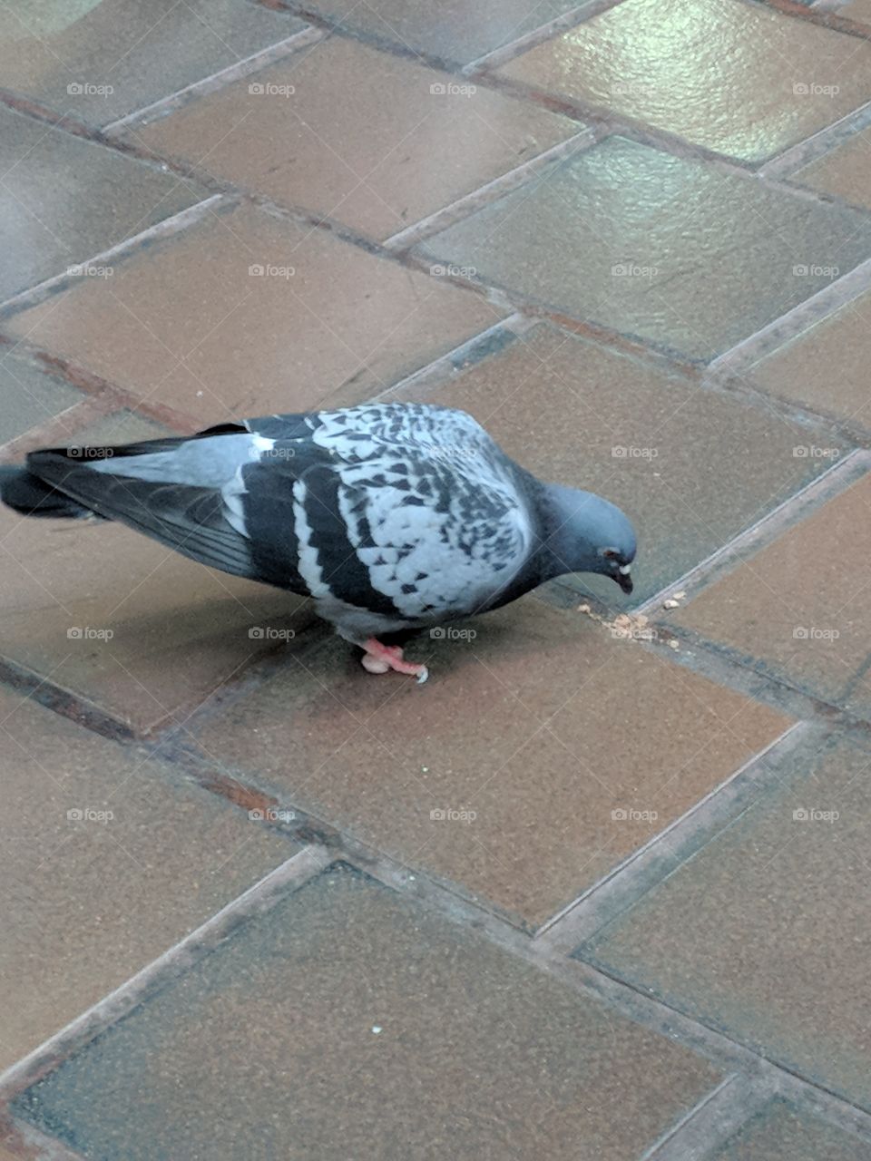 just a pigeon