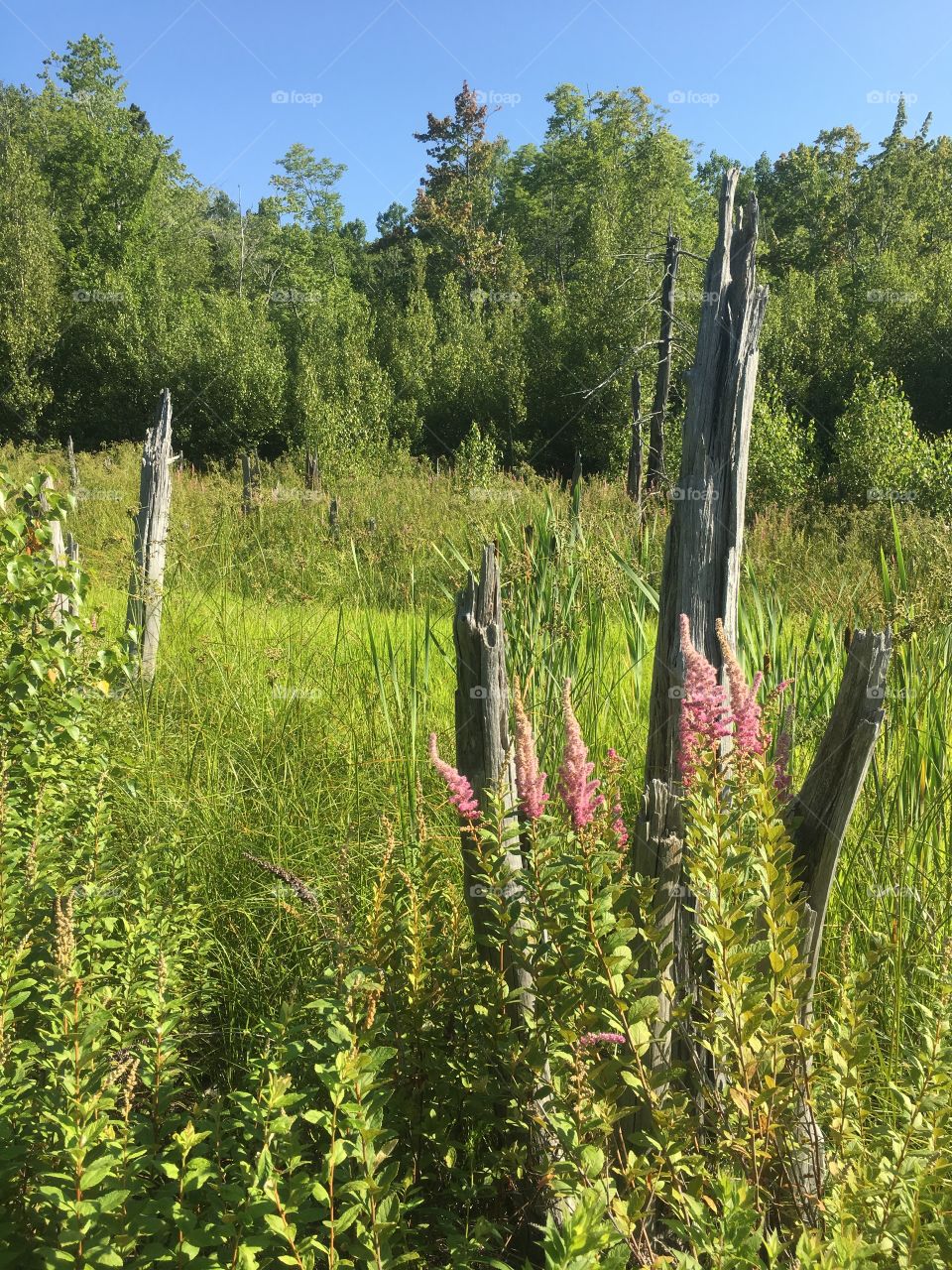 Meadowsweet at the beaver dam