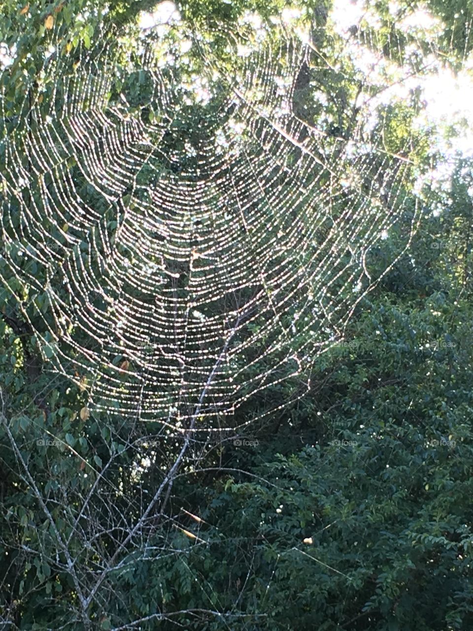 Back Porch Spider Web