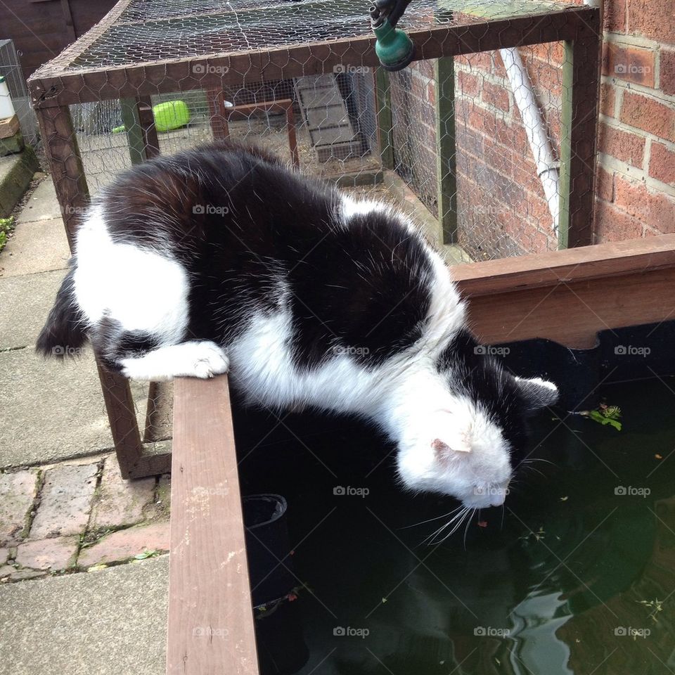 A sneaky drink from the fish pond 