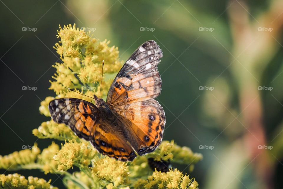 Summertime butterfly 