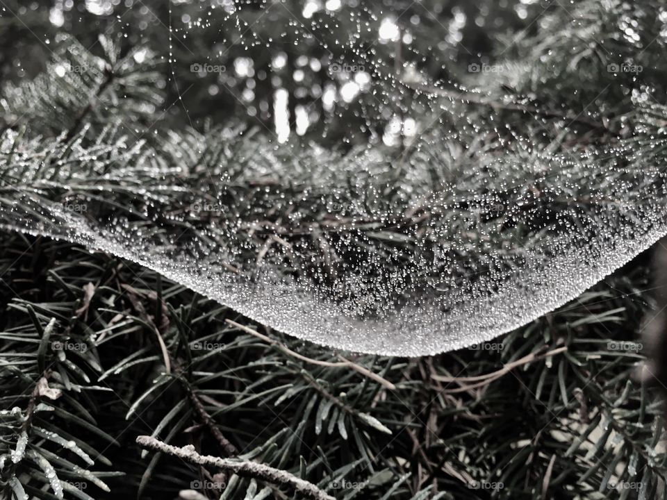 Winter, Tree, No Person, Nature, Desktop