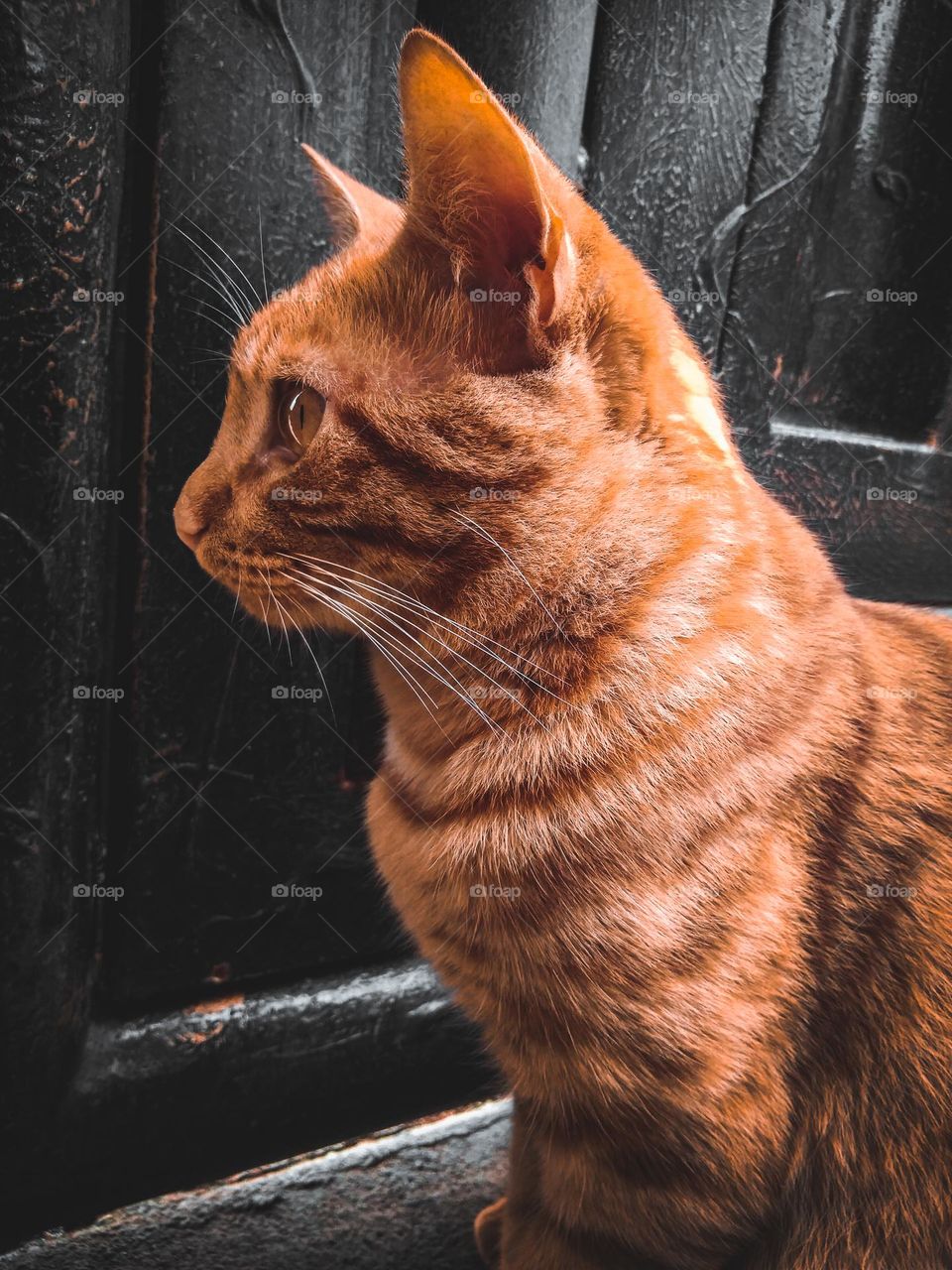 Ginger cat profile