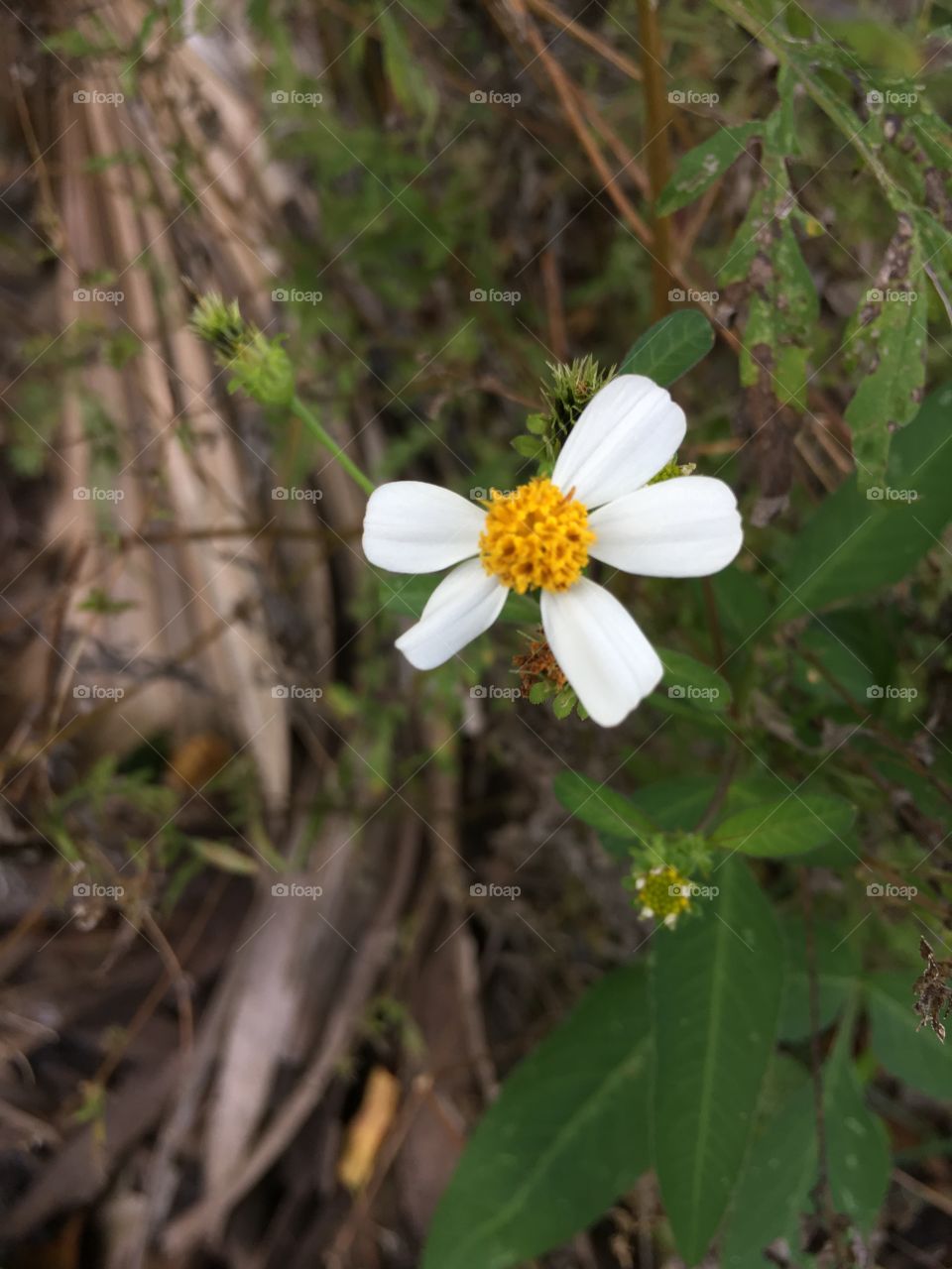 Flower surviving in the forest 