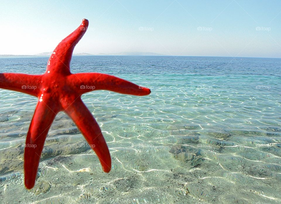 endless summer: starfish in front of the blue sea
