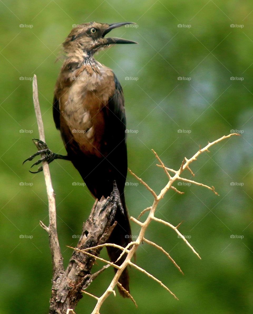 Juvenile Grackle on a Branch