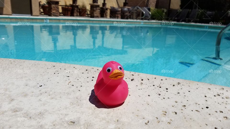 Pink duck