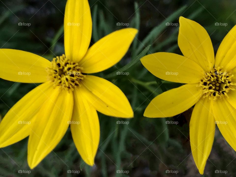 Bright yellow Daisy 