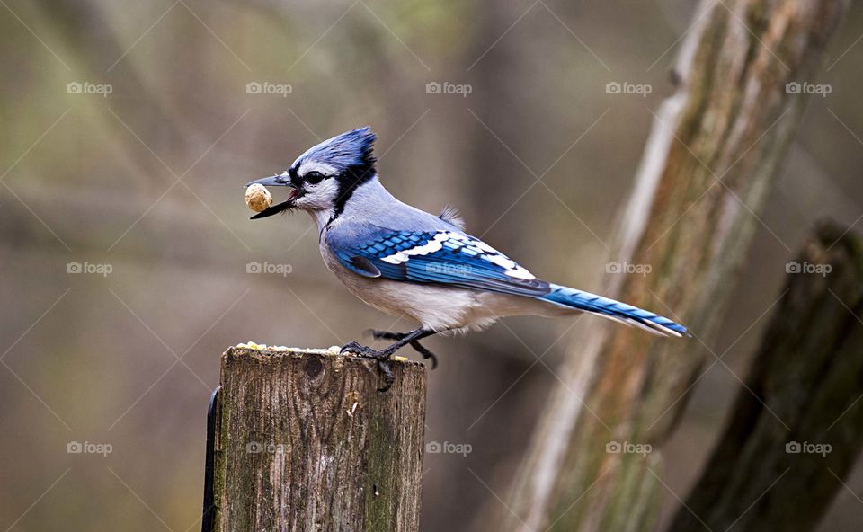 blue jay