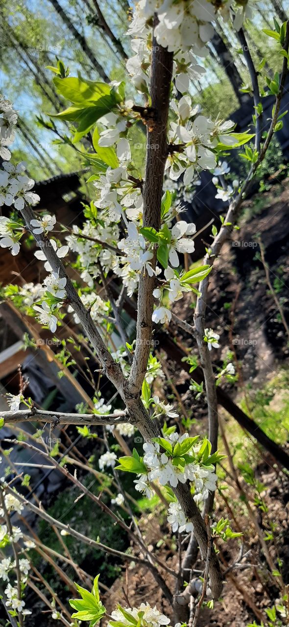 цветущая яблонька в саду