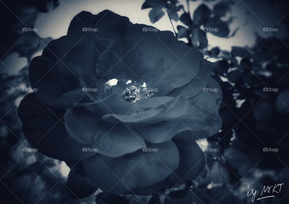 Flower - Black Rose