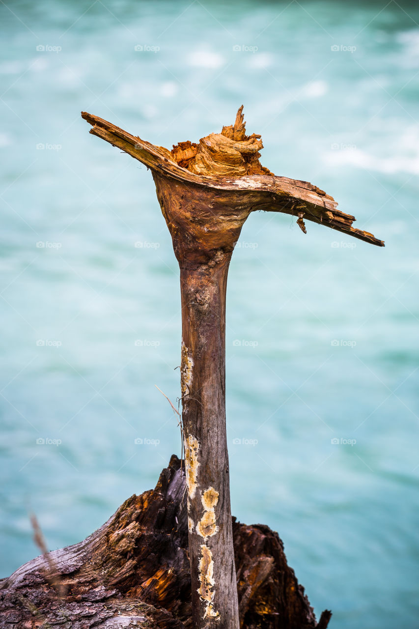 Wooden branch by a river 