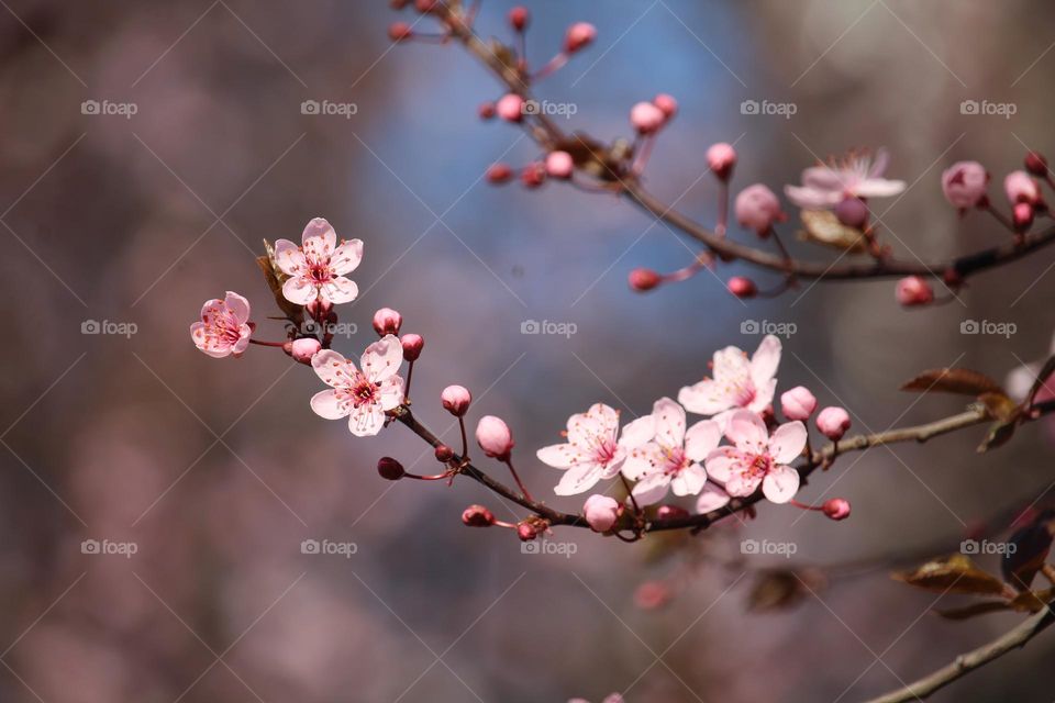 pink spring flowers