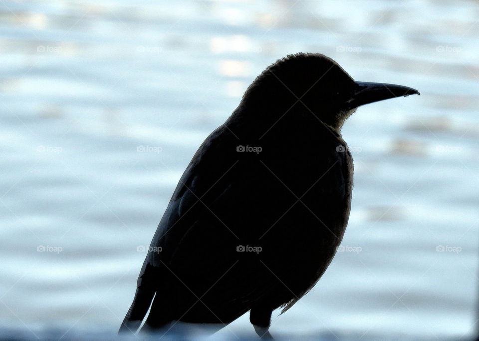Bird silhouette 
